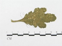 登錄號:F0009325藏品圖，第1張