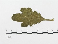 登錄號:F0009325藏品圖，第3張