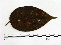 登錄號:F0009328藏品圖，第1張