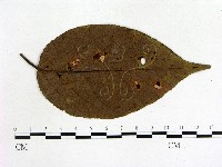 登錄號:F0009328藏品圖，第3張