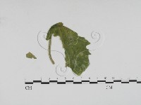 登錄號:F0009329藏品圖，第3張