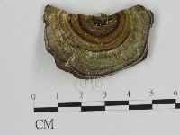 登錄號:F0009330藏品圖，第1張