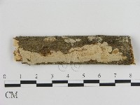 刺皮菌屬藏品圖，第1張