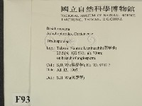 粗糙孢菌屬藏品圖，第2張