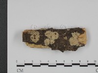 粗糙孢菌屬藏品圖，第1張