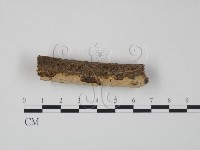 骨皮菌屬藏品圖，第1張