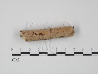 骨皮菌屬藏品圖，第3張