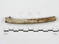 筍殼菌屬藏品圖，第1張