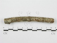 筍殼菌屬藏品圖，第3張