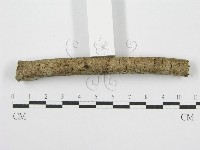 筍殼菌屬藏品圖，第4張