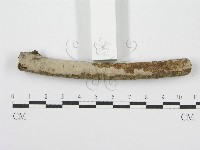 筍殼菌屬藏品圖，第5張