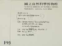 韌革菌屬藏品圖，第2張