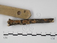 韌革菌屬藏品圖，第3張