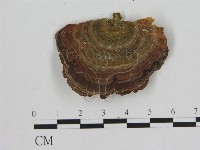 登錄號:F0009343藏品圖，第1張