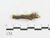 登錄號:F0009344藏品圖，第1張