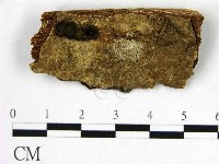 木層孔菌屬藏品圖，第1張