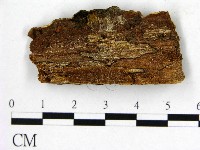 木層孔菌屬藏品圖，第3張