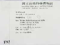 小皮傘屬藏品圖，第2張