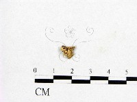 登錄號:F0009350藏品圖，第1張