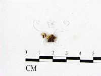 登錄號:F0009350藏品圖，第3張
