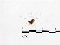登錄號:F0009353藏品圖，第3張