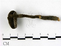 登錄號:F0009355藏品圖，第1張