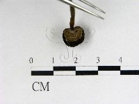 登錄號:F0009356藏品圖，第3張