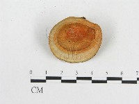 血紅密孔菌藏品圖，第1張