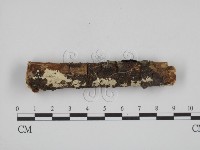 叉絲革菌屬藏品圖，第1張