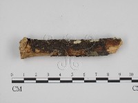 叉絲革菌屬藏品圖，第3張