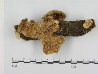 登錄號:F0009361藏品圖，第1張