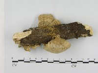 登錄號:F0009361藏品圖，第3張