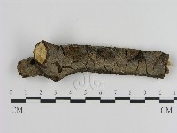 絲皮菌屬藏品圖，第1張