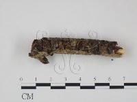 登錄號:F0009364藏品圖，第3張