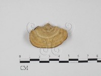 登錄號:F0009367藏品圖，第1張