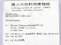 顯絲菌屬藏品圖，第2張