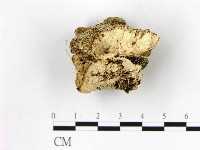 顯絲菌屬藏品圖，第1張