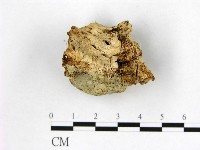 顯絲菌屬藏品圖，第3張