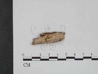 登錄號:F0009370藏品圖，第1張