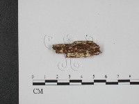 登錄號:F0009370藏品圖，第3張