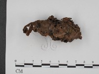 登錄號:F0009371藏品圖，第1張