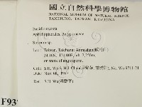 韌革菌屬藏品圖，第2張