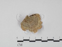 韌革菌屬藏品圖，第3張