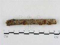 刺革菌屬藏品圖，第1張