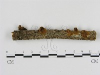刺革菌屬藏品圖，第3張