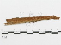 登錄號:F0009382藏品圖，第1張