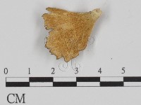 附毛菌屬藏品圖，第1張