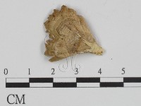 附毛菌屬藏品圖，第3張