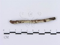 登錄號:F0009385藏品圖，第1張