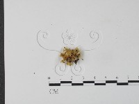登錄號:F0009386藏品圖，第3張